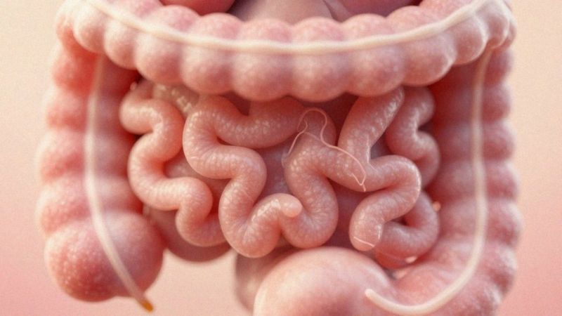 Jak regeneracja kosmków jelitowych wpływa na trawienie laktozy?