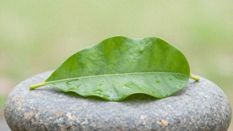 Jak gumar wspiera wydzielanie insuliny i regenerację komórek beta?