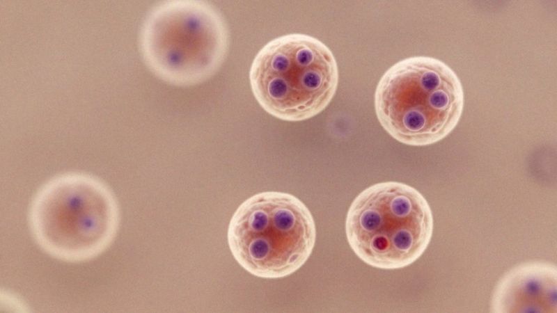 Jak choroby i regeneracja wątroby wpływają na jądra hepatocytów?