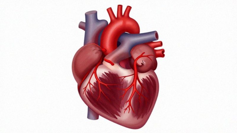 Anatomia naczyń wieńcowych i zaopatrzenie mięśnia sercowego?
