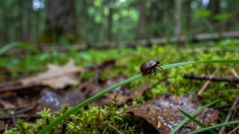 Jaką rolę pełnią nosiciele i wektory?