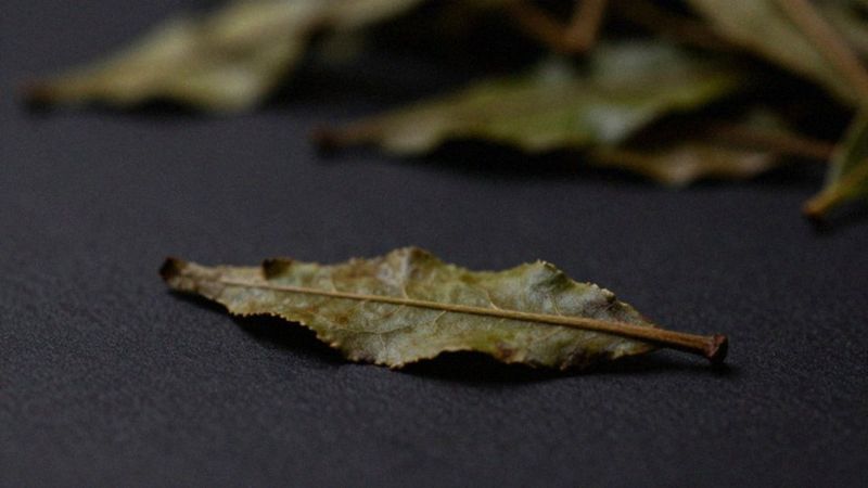 Jak palenie herbaty zwiększa ryzyko raka płuc?