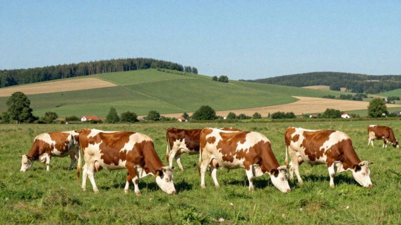 Jak żerują samice muchy końskiej?