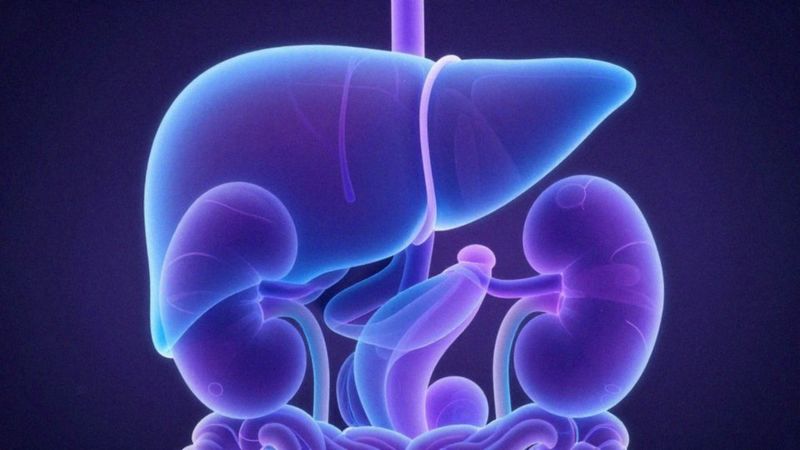 Jak klarytromycyna jest metabolizowana i wydalana?