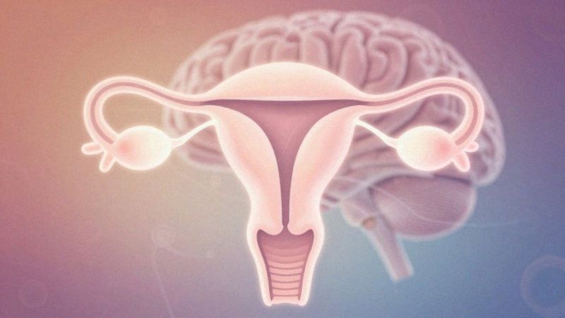 Gdzie powstaje estradiol i jak jest regulowany?
