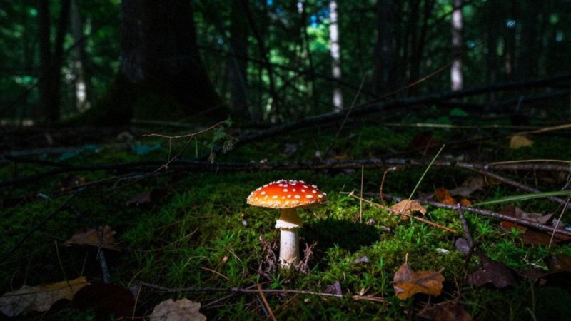 Jak pasożyty zmieniają zachowanie żywiciela?