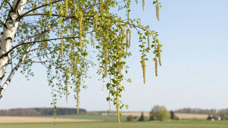 Jak długo trwa sezon pylenia brzozy?