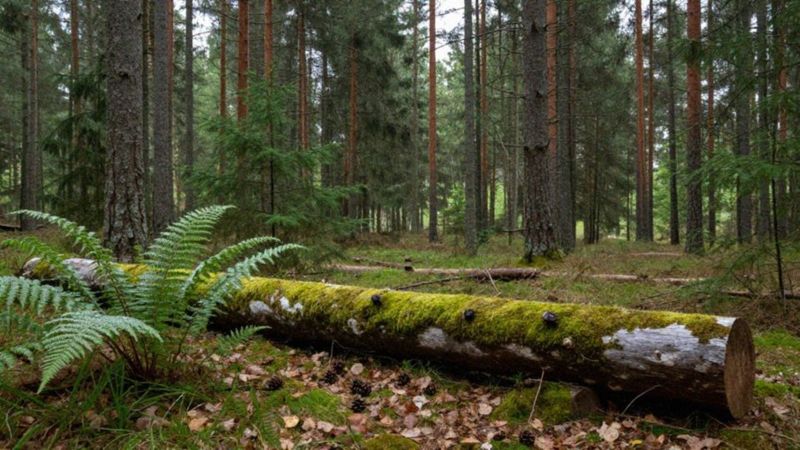 Co daje kontakt z naturą i prostotą?