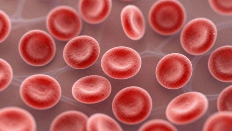 Jak przebiega produkcja erytrocytów i hemoglobiny?