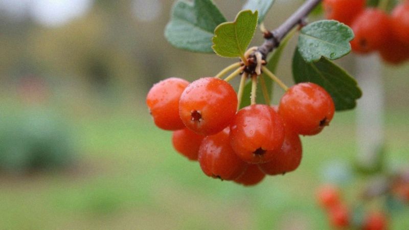 Czy berberys obniża poziom cukru i cholesterolu?