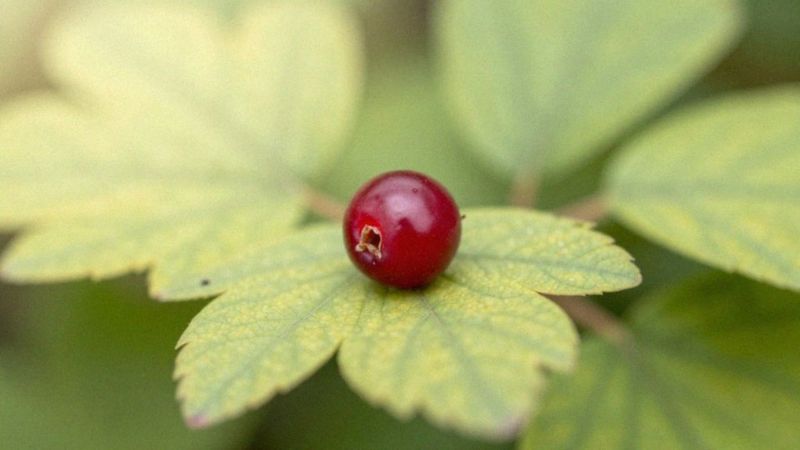 Dlaczego powstają przebarwienia po trądziku?
