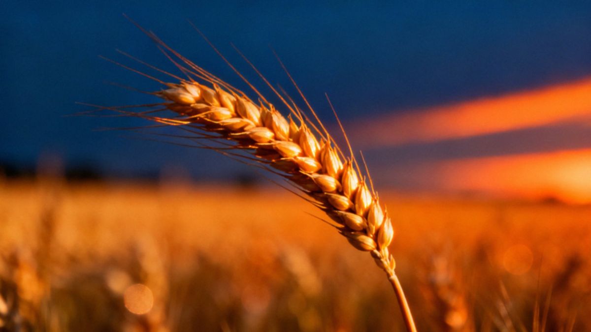 Czy żyto ma gluten? Bezpieczeństwo dla osób z celiakią