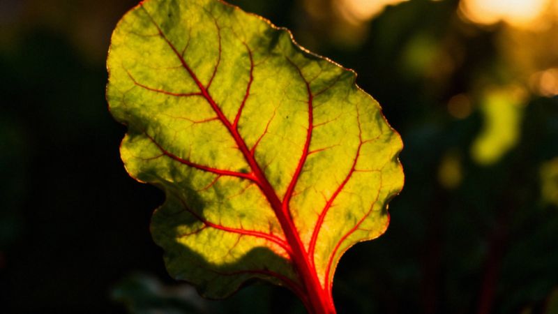Objawy zespołu antyfosfolipidowego — co warto wiedzieć?