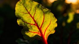 Objawy zespołu antyfosfolipidowego — co warto wiedzieć?